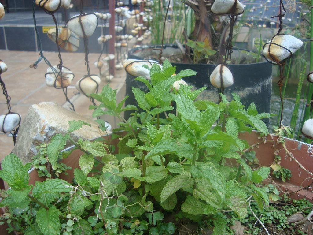44 On Ennis Guest Lodge And Restaurant - No Load Sheddding Ermelo Bagian luar foto